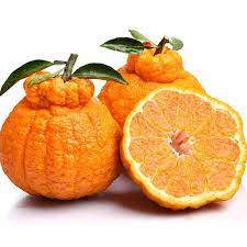 Moche orange/丑橘/kg