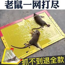 Masso Mort Aux Rats Roe-Glue /老鼠贴/135g - 佳和超市 CARRO